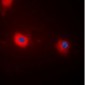 Phospho-MYPT1 (Thr696) Antibody